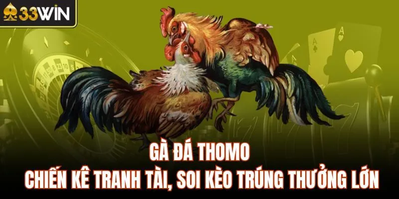 Gà Đá Thomo – Chiến Kê Tranh Tài, Soi Kèo Trúng Thưởng Lớn