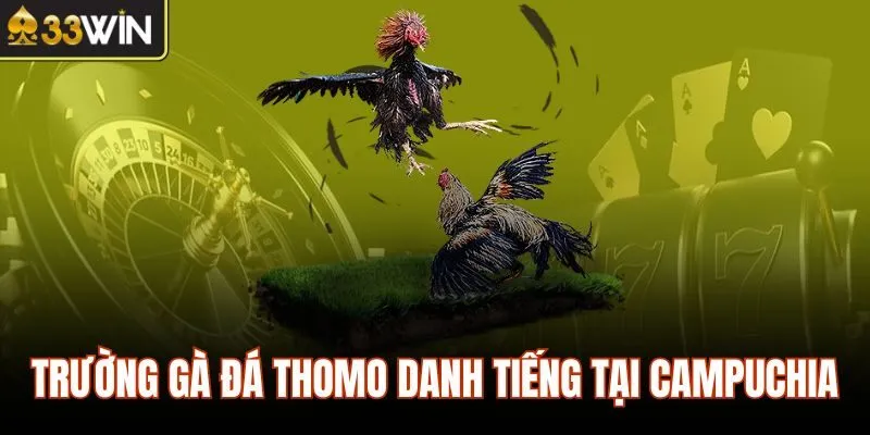 Trường gà đá Thomo danh tiếng tại Campuchia